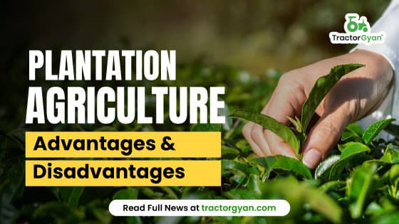 What is Plantation Agriculture? Advantages & Disadvantages What is Plantation Agriculture? Advantages & Disadvantages image