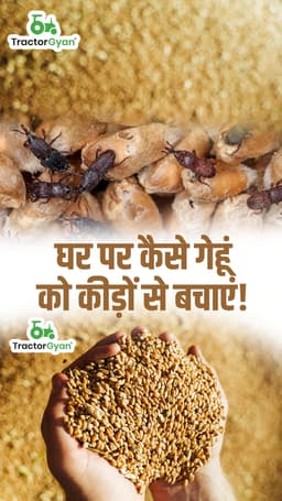 घर पर कैसे गेहूं को कीड़ों से बचाएं | ट्रैक्टरज्ञान घर पर कैसे गेहूं को कीड़ों से बचाएं | ट्रैक्टरज्ञान