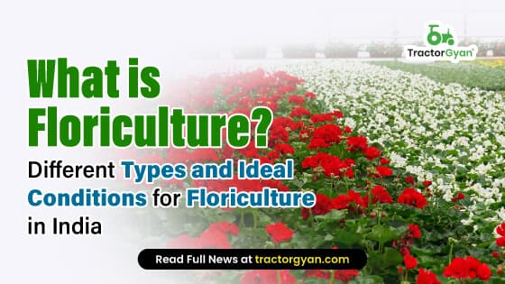 What is Floriculture? Different Types and Ideal Conditions for Floriculture in India What is Floriculture? Different Types and Ideal Conditions for Floriculture in India image