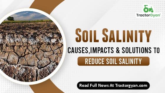 What is Soil Salinity? Know about its Impacts & Causes What is Soil Salinity? Know about its Impacts & Causes image