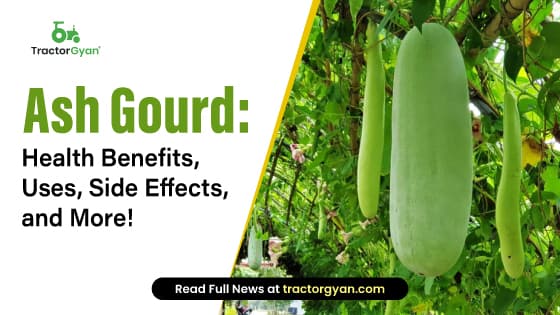 Ash Gourd: Health Benefits, Uses, Side Effects and More! Ash Gourd: Health Benefits, Uses, Side Effects and More! image