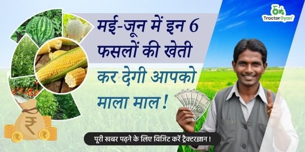 मई जून में इन 6 फसलों की खेती कर देगी आपको माला माल! मई जून में इन 6 फसलों की खेती कर देगी आपको माला माल! image