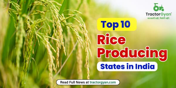 Top 10 Rice Producing States in India 2025 | Tractorgyan Top 10 Rice Producing States in India 2025 | Tractorgyan image