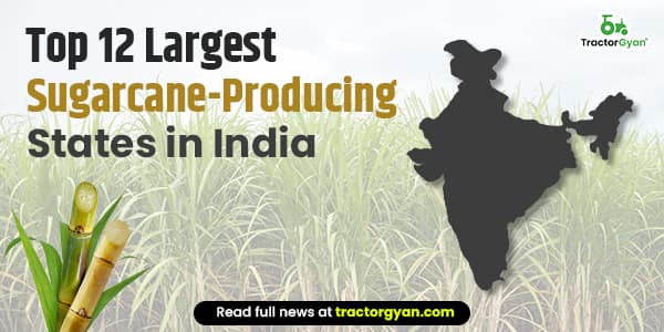 Top 12 Largest Producers of Sugarcane in India - State Wise Top 12 Largest Producers of Sugarcane in India - State Wise image
