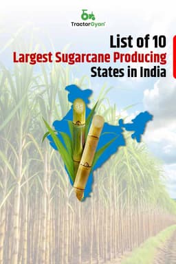 List of 10 Largest Sugarcane Producing States in India List of 10 Largest Sugarcane Producing States in India