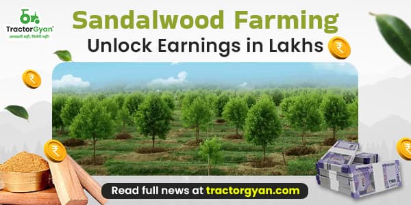 Sandalwood Farming: Unlock Earnings in Lakhs Sandalwood Farming: Unlock Earnings in Lakhs image