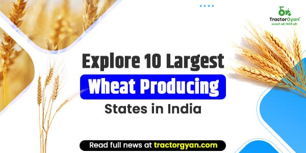 Explore 10 Largest Wheat Producing States in India Explore 10 Largest Wheat Producing States in India image
