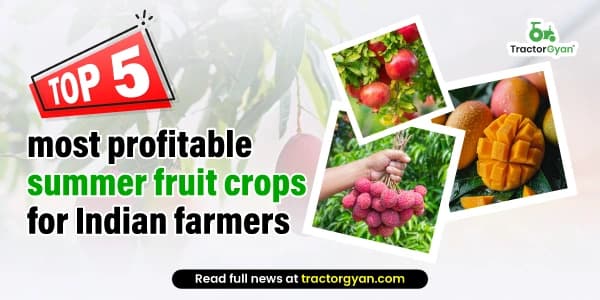 Top 5 Most Profitable Summer Fruit Crops for Indian Farmers Top 5 Most Profitable Summer Fruit Crops for Indian Farmers image