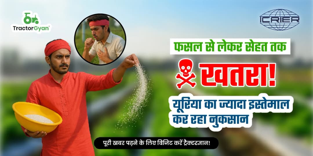 फसल से लेकर सेहत तक खतरा! यूरिया का ज्यादा इस्तेमाल कर रहा नुकसान फसल से लेकर सेहत तक खतरा! यूरिया का ज्यादा इस्तेमाल कर रहा नुकसान