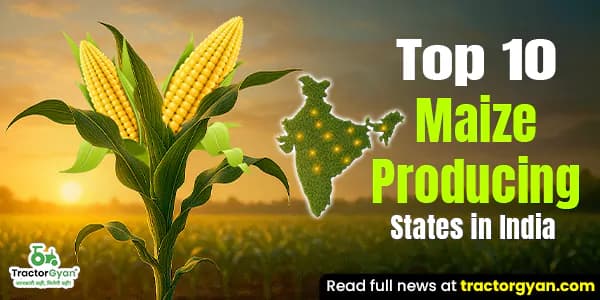 Top 10 Maize Producing States in India Top 10 Maize Producing States in India