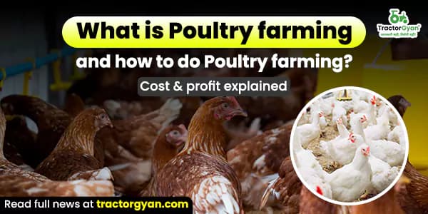 What is Poultry farming, and how to do Poultry farming? Cost & profit explained What is Poultry farming, and how to do Poultry farming? Cost & profit explained image
