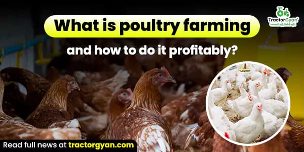 What is Poultry farming, and how to do Poultry farming? Cost & profit explained What is Poultry farming, and how to do Poultry farming? Cost & profit explained