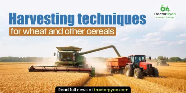 Harvesting techniques for wheat and other cereals Harvesting techniques for wheat and other cereals