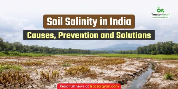 Soil salinity in India: Causes, prevention and solutions Soil salinity in India: Causes, prevention and solutions