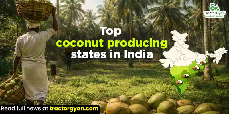 Top 10 coconut producing states in India Top 10 coconut producing states in India