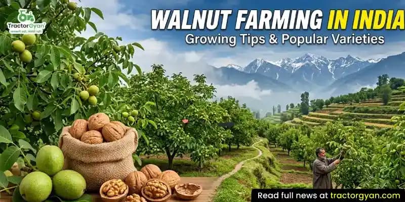 Walnut farming in India: Growing tips & popular varieties Walnut farming in India: Growing tips & popular varieties image