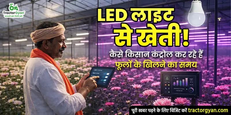 LED लाइट से खेती! कैसे किसान कंट्रोल कर रहे हैं फूलों के खिलने का समय LED लाइट से खेती! कैसे किसान कंट्रोल कर रहे हैं फूलों के खिलने का समय