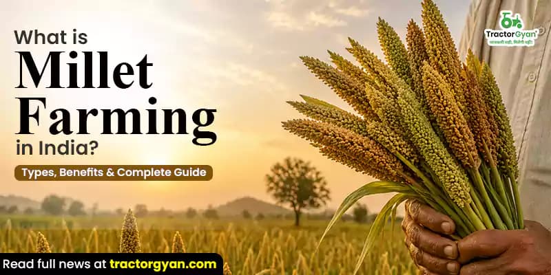 What is millet farming in India? Types, benefits & complete guide What is millet farming in India? Types, benefits & complete guide image
