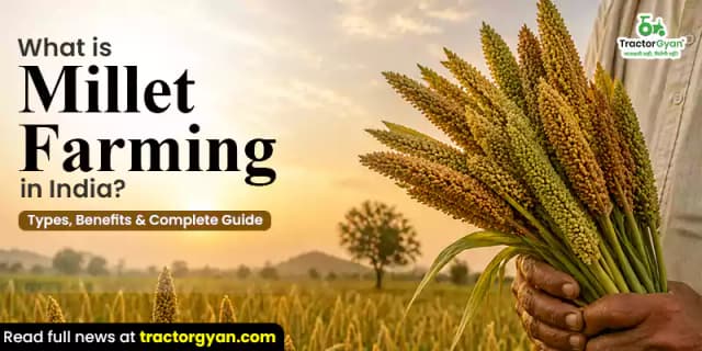 What is millet farming in India? Types, benefits & complete guide What is millet farming in India? Types, benefits & complete guide image
