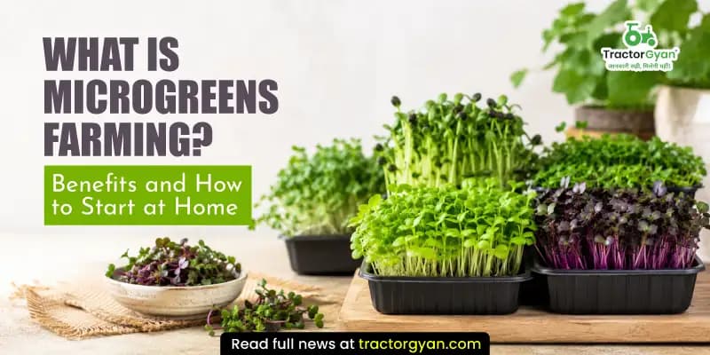 What is microgreens farming? Benefits and how to start at home What is microgreens farming? Benefits and how to start at home