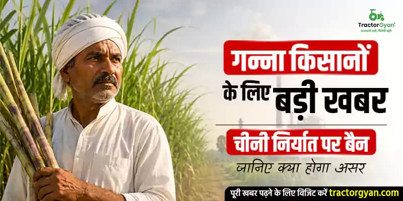गन्ना किसानों के लिए बड़ी खबर - चीनी निर्यात पर बैन जानिए क्या होगा असर गन्ना किसानों के लिए बड़ी खबर - चीनी निर्यात पर बैन जानिए क्या होगा असर