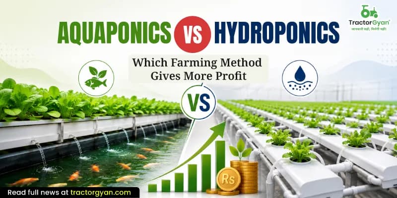 Aquaponics vs Hydroponics: Which farming method gives more profit Aquaponics vs Hydroponics: Which farming method gives more profit