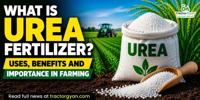 What Is Urea Fertilizer? Uses, benefits and importance in farming What Is Urea Fertilizer? Uses, benefits and importance in farming image