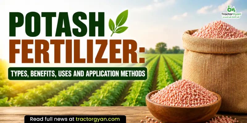 Potash Fertilizer: Types, benefits, uses and application methods Potash Fertilizer: Types, benefits, uses and application methods image
