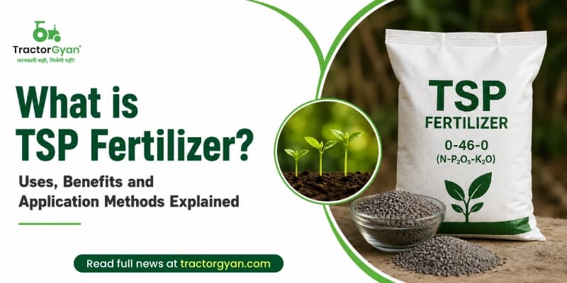 What is TSP Fertilizer? Uses, benefits and application methods explained What is TSP Fertilizer? Uses, benefits and application methods explained image