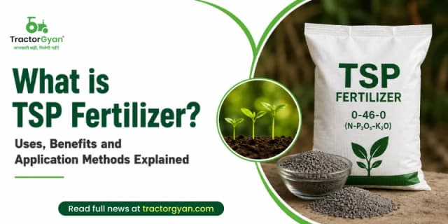What is TSP Fertilizer? Uses, benefits and application methods explained What is TSP Fertilizer? Uses, benefits and application methods explained image
