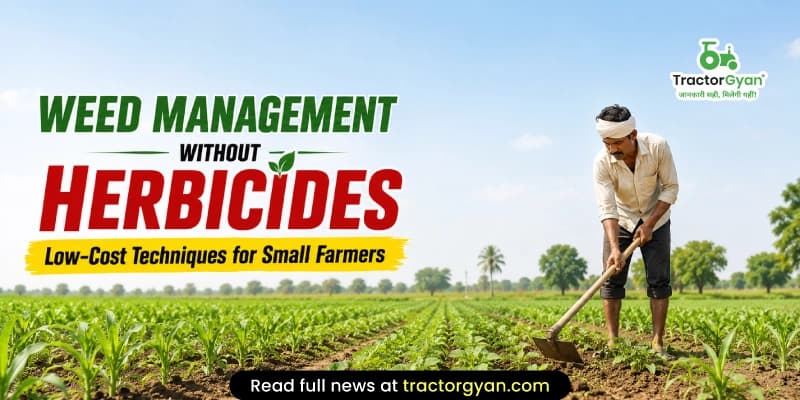 Weed management without herbicides: Low-cost techniques for small farmers Weed management without herbicides: Low-cost techniques for small farmers image