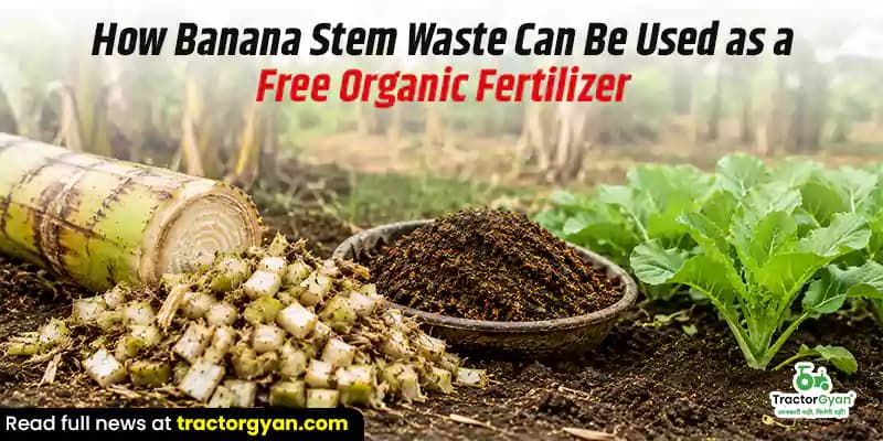 How banana stem waste can be used as a free organic fertilizer How banana stem waste can be used as a free organic fertilizer image