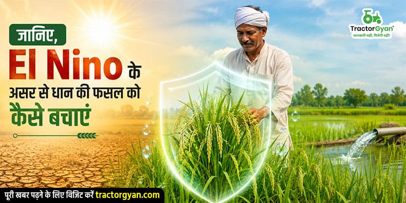 जानिए, El nino के असर से धान की फसल को कैसे बचाएं जानिए, El nino के असर से धान की फसल को कैसे बचाएं