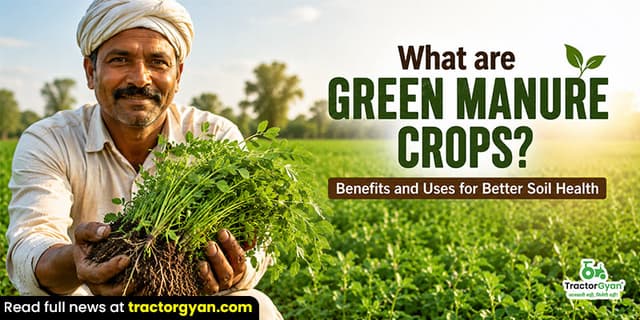 What are green manure crops? Benefits and uses for better soil health What are green manure crops? Benefits and uses for better soil health image