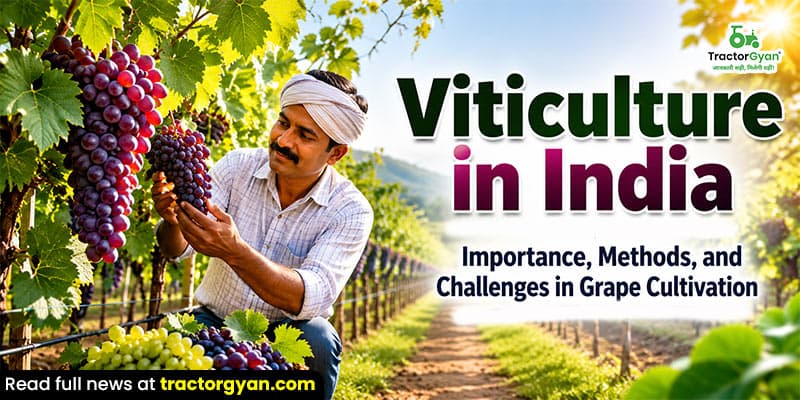 Viticulture in India: Importance, methods, and challenges in grape cultivation Viticulture in India: Importance, methods, and challenges in grape cultivation image