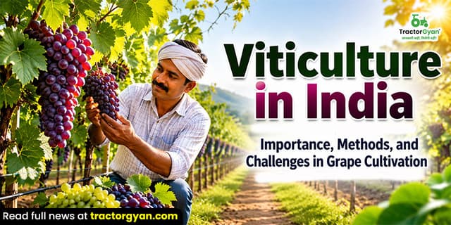 Viticulture in India: Importance, methods, and challenges in grape cultivation Viticulture in India: Importance, methods, and challenges in grape cultivation image
