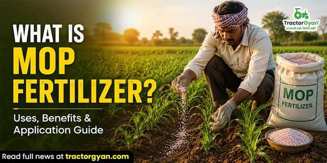 What is MOP fertilizer? Uses, benefits, and application guide What is MOP fertilizer? Uses, benefits, and application guide image