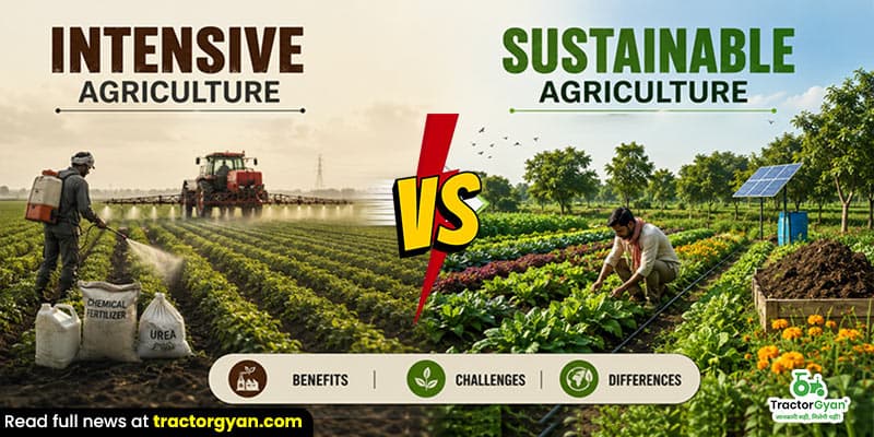 Intensive agriculture vs sustainable agriculture: Benefits, challenges & differences Intensive agriculture vs sustainable agriculture: Benefits, challenges & differences