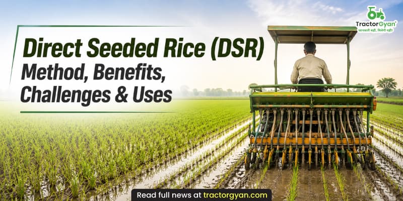 Direct Seeded Rice (DSR): Method, benefits, challenges & uses Direct Seeded Rice (DSR): Method, benefits, challenges & uses