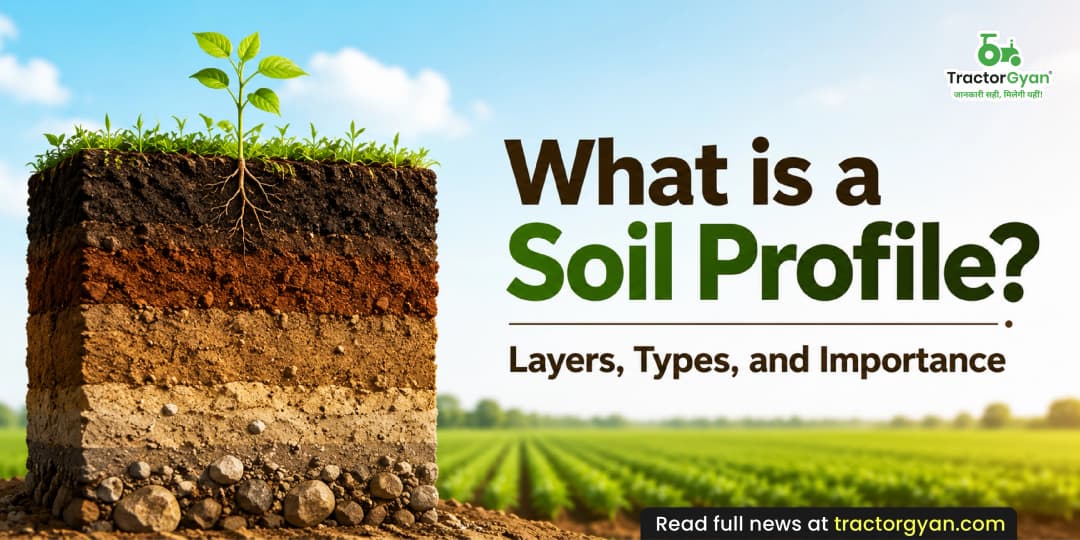 What is a soil profile? Layers, types, and importance What is a soil profile? Layers, types, and importance