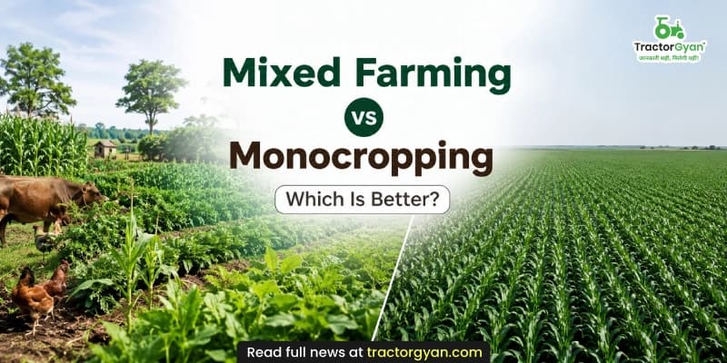 Mixed farming vs monocropping: Which Is better? Mixed farming vs monocropping: Which Is better?