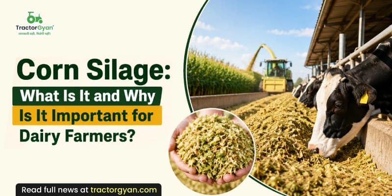 Corn Silage: What is it and why is it important for dairy farmers? Corn Silage: What is it and why is it important for dairy farmers?