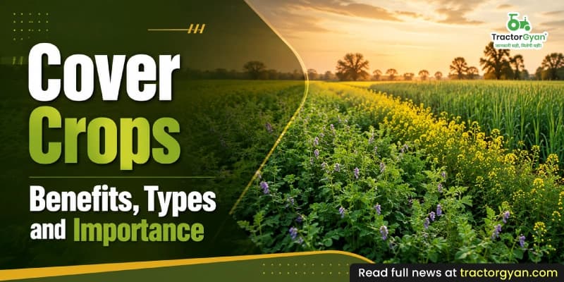 Cover crops: Benefits, types, and importance Cover crops: Benefits, types, and importance