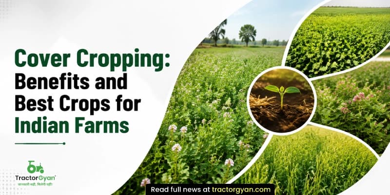 Cover cropping: Benefits and best crops for Indian farms Cover cropping: Benefits and best crops for Indian farms image