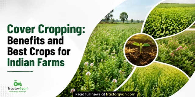 Cover cropping: Benefits and best crops for Indian farms Cover cropping: Benefits and best crops for Indian farms image