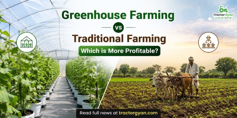 Greenhouse farming vs Traditional Farming: Which is More Profitable? Greenhouse farming vs Traditional Farming: Which is More Profitable?