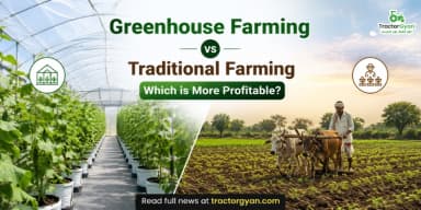 Greenhouse Farming vs Traditional Farming: Which is More Profitable? Greenhouse Farming vs Traditional Farming: Which is More Profitable?
