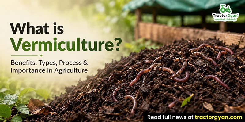 What Is Vermiculture? Benefits, types, process & importance in agriculture What Is Vermiculture? Benefits, types, process & importance in agriculture