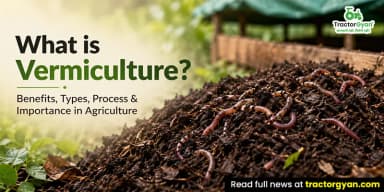 What Is Vermiculture? Benefits, Types, Process & Importance in Agriculture What Is Vermiculture? Benefits, Types, Process & Importance in Agriculture