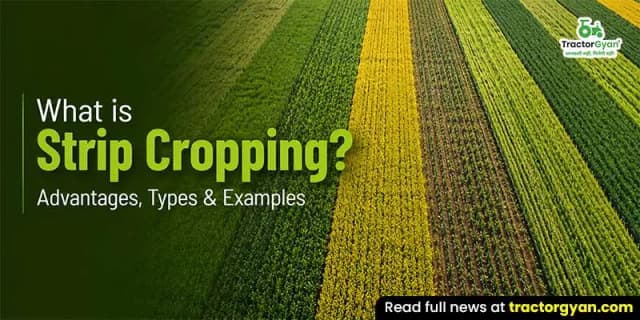 What is strip cropping? Advantages, types & examples What is strip cropping? Advantages, types & examples image